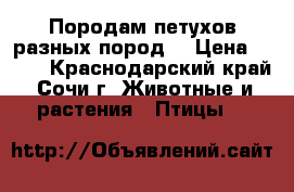 Породам петухов разных пород. › Цена ­ 500 - Краснодарский край, Сочи г. Животные и растения » Птицы   